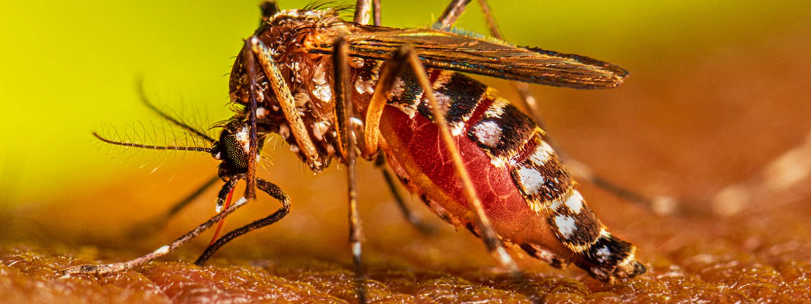 Sri Lanka surpasses 70,000 dengue cases for 2023